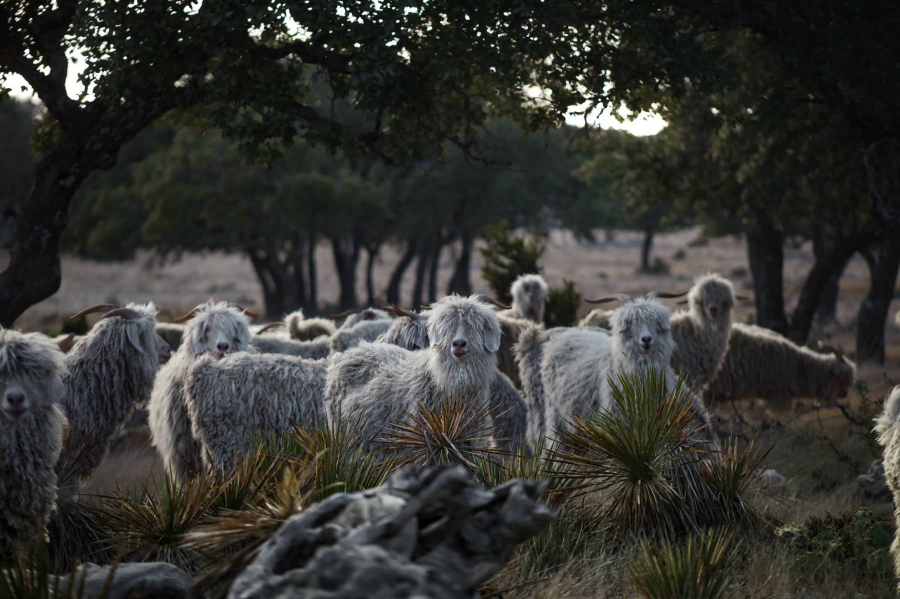 Angora Goat