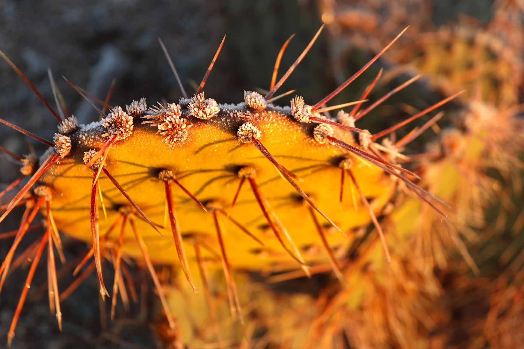 A close up of a cactus